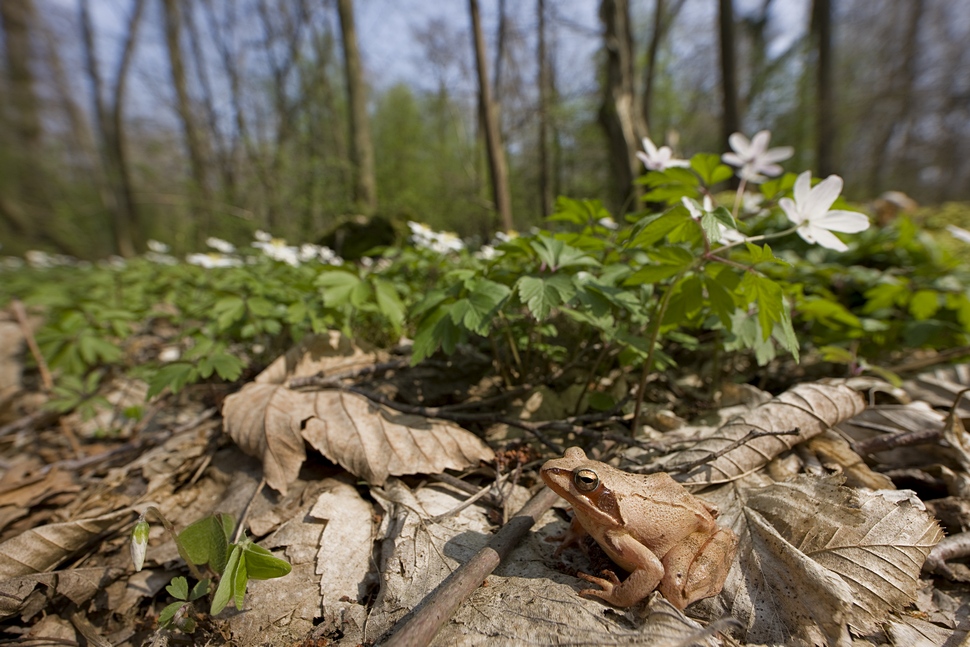 Am Waldboden