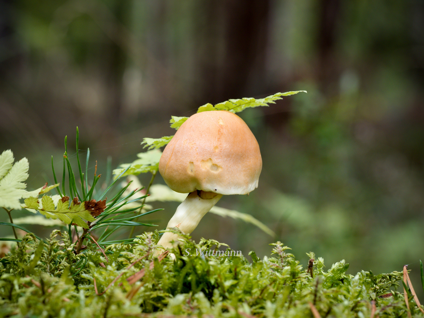 Am Waldboden...