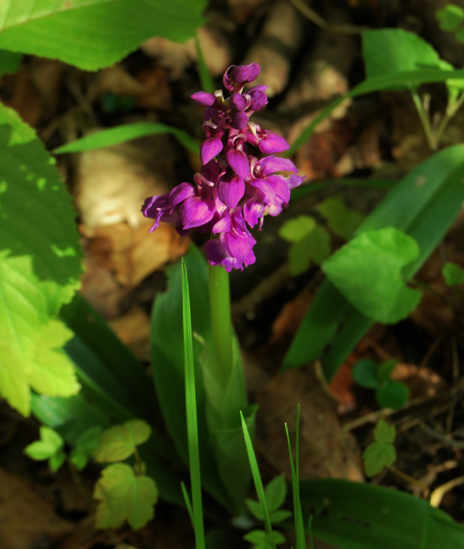 Am Waldboden