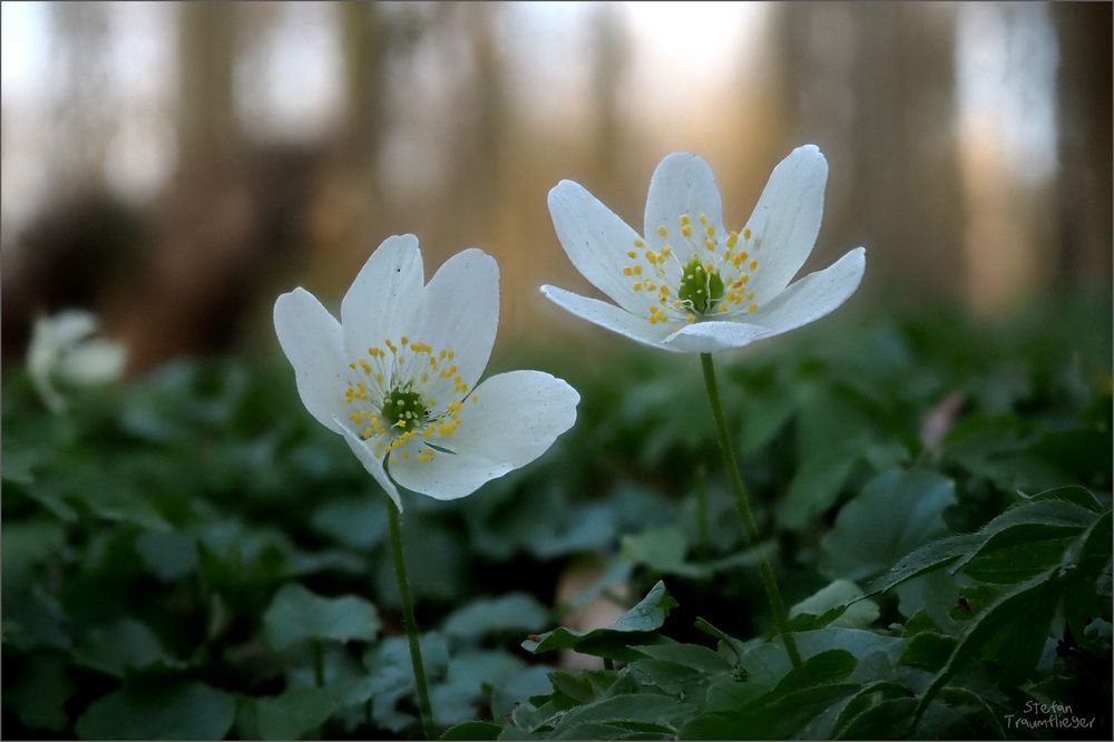 Am Waldboden