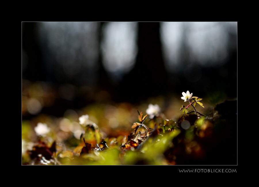 Am Waldboden