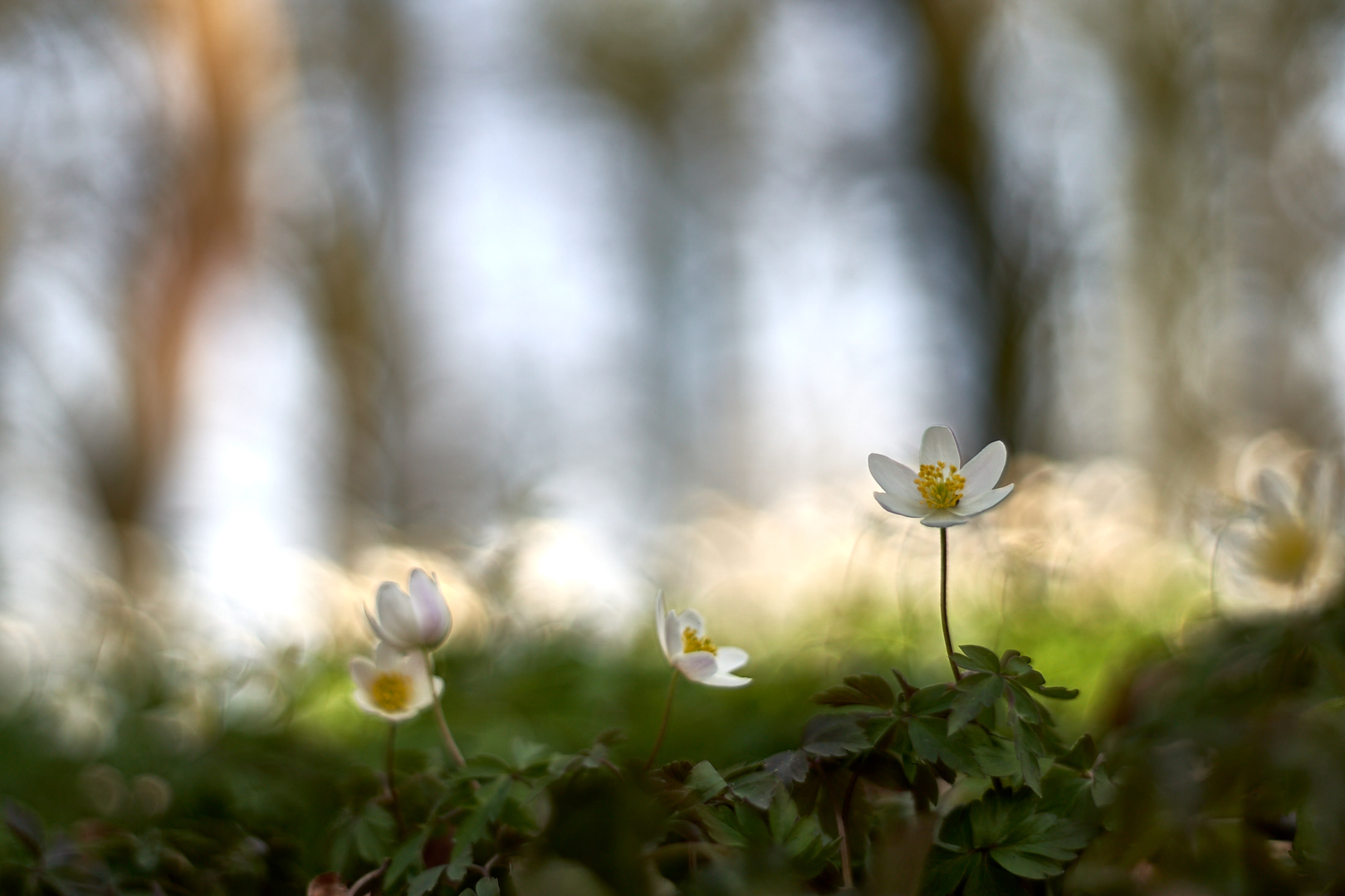 Am Waldboden