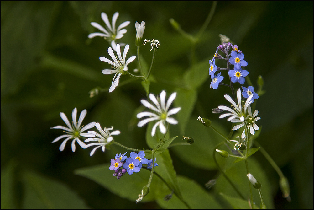 am Waldboden