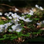 Am Waldboden