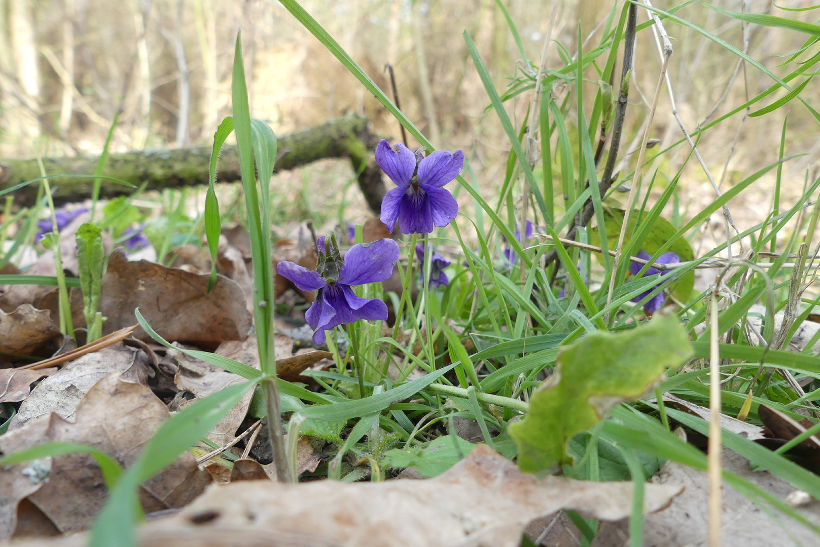 Am Waldboden