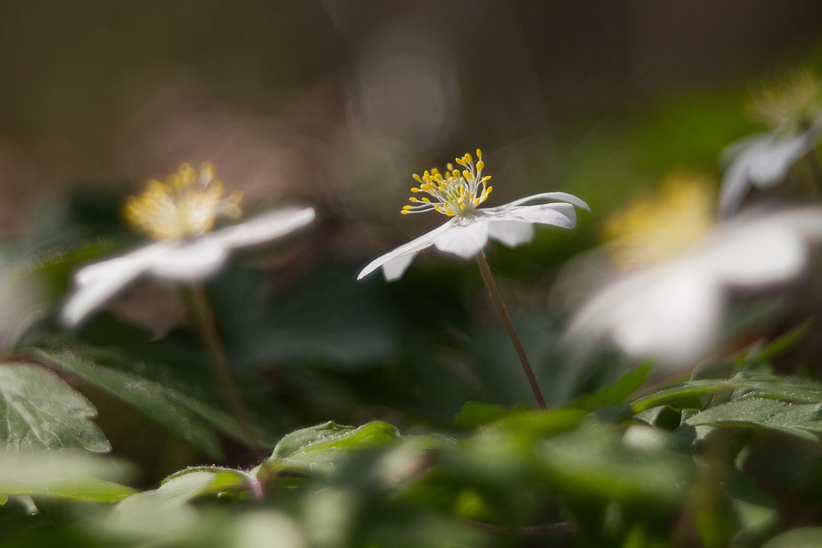 am Waldboden