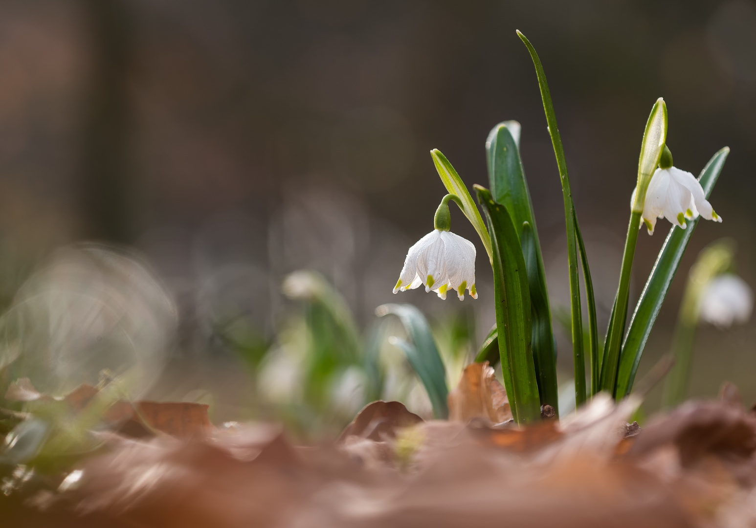 __am WaldbodenII__