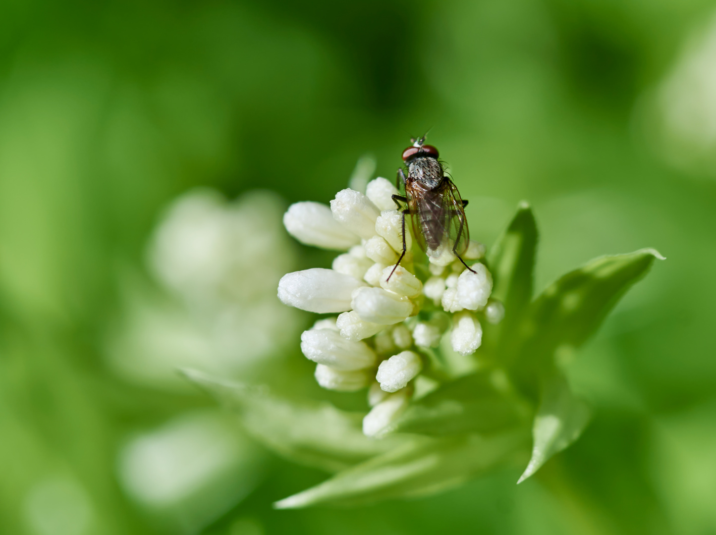 Am Waldmeister