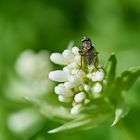 Am Waldmeister