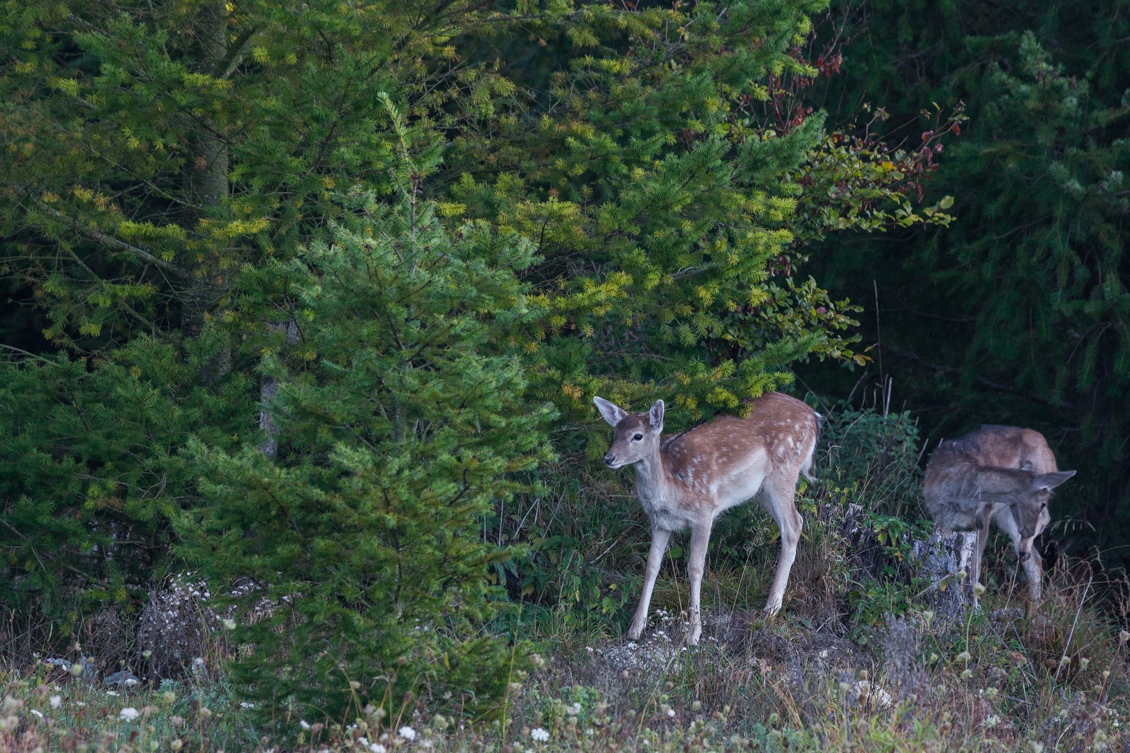 Am Waldrand...