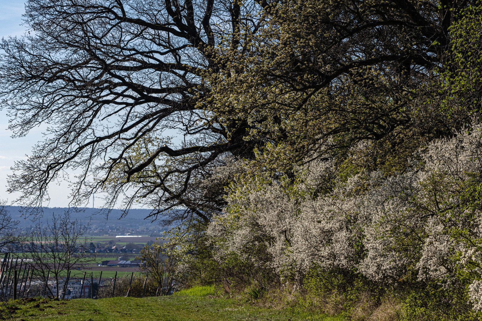 Am Waldrand