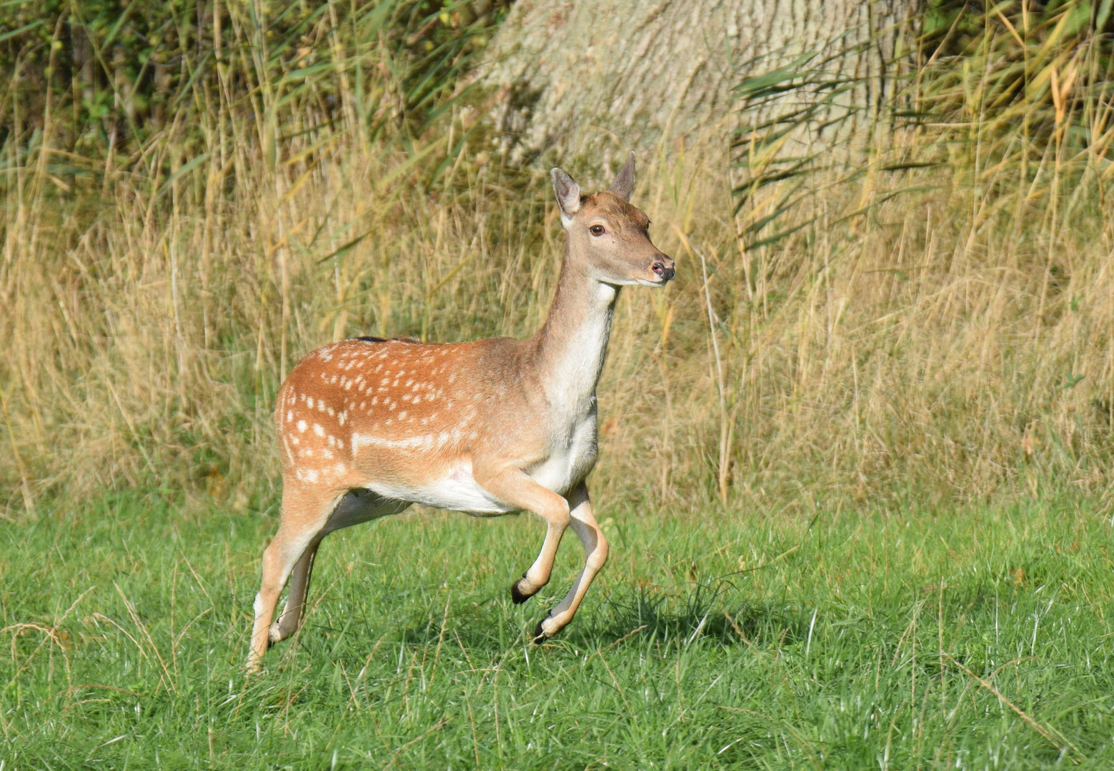 Am Waldrand