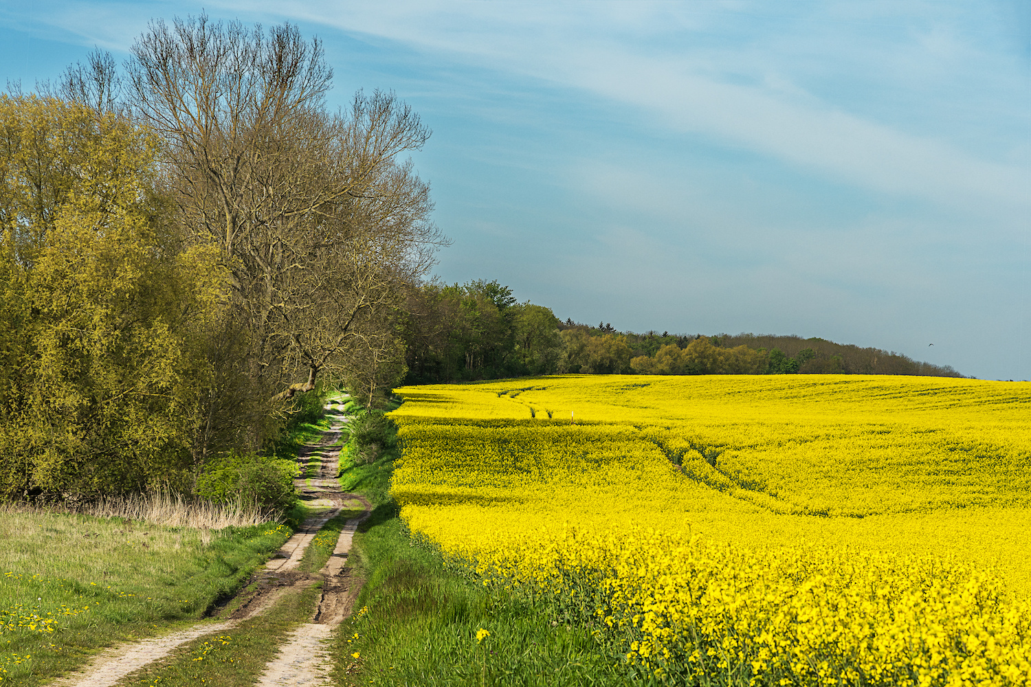 Am Waldrand