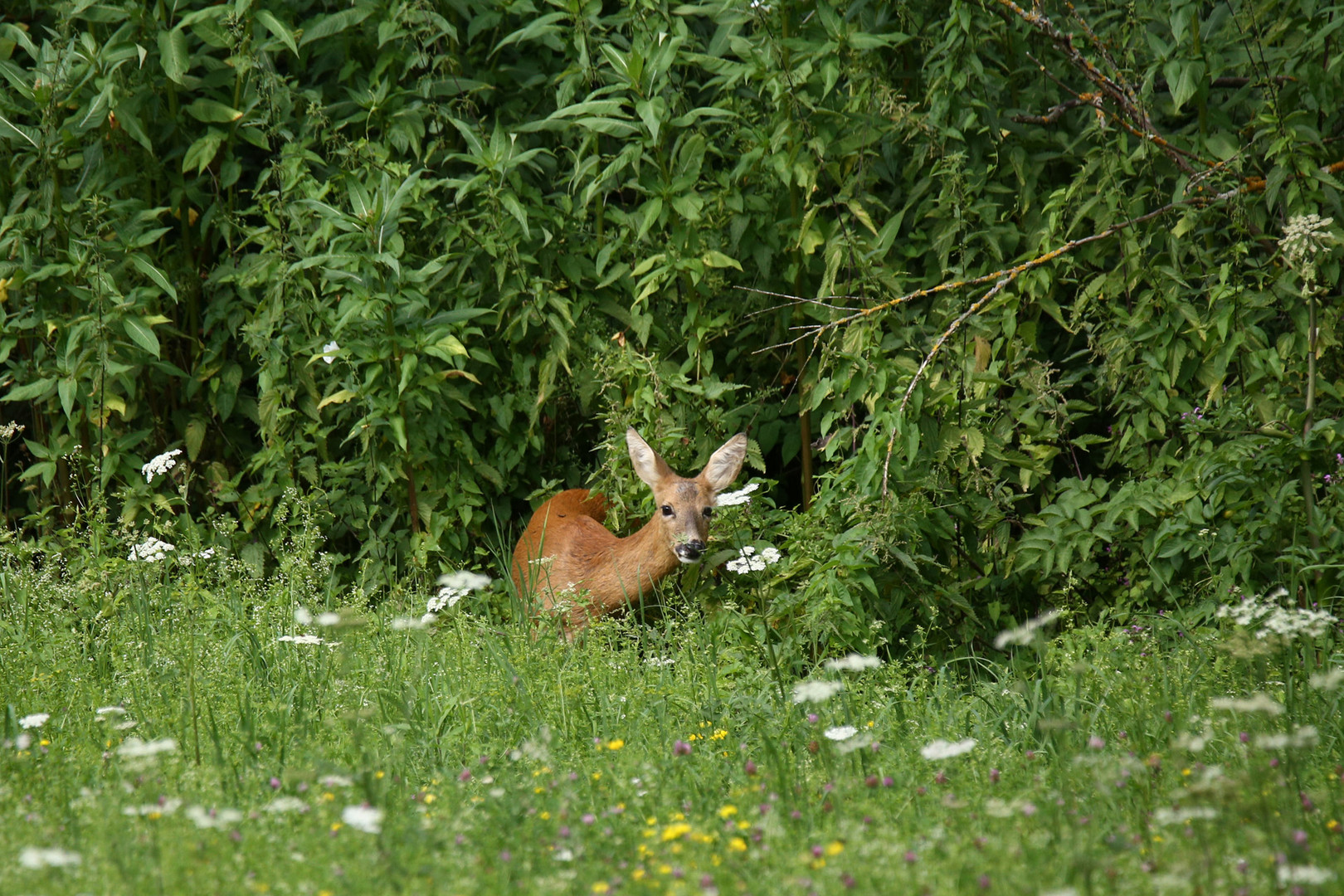 Am Waldrand