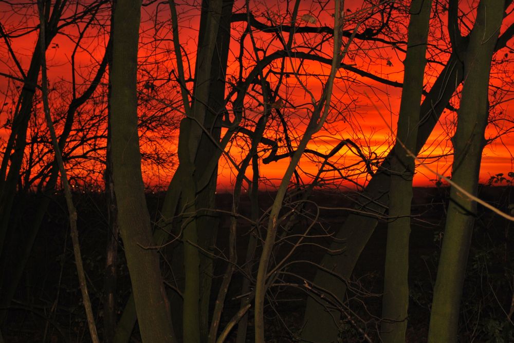 Am Waldrand bei Sonnenaufgang