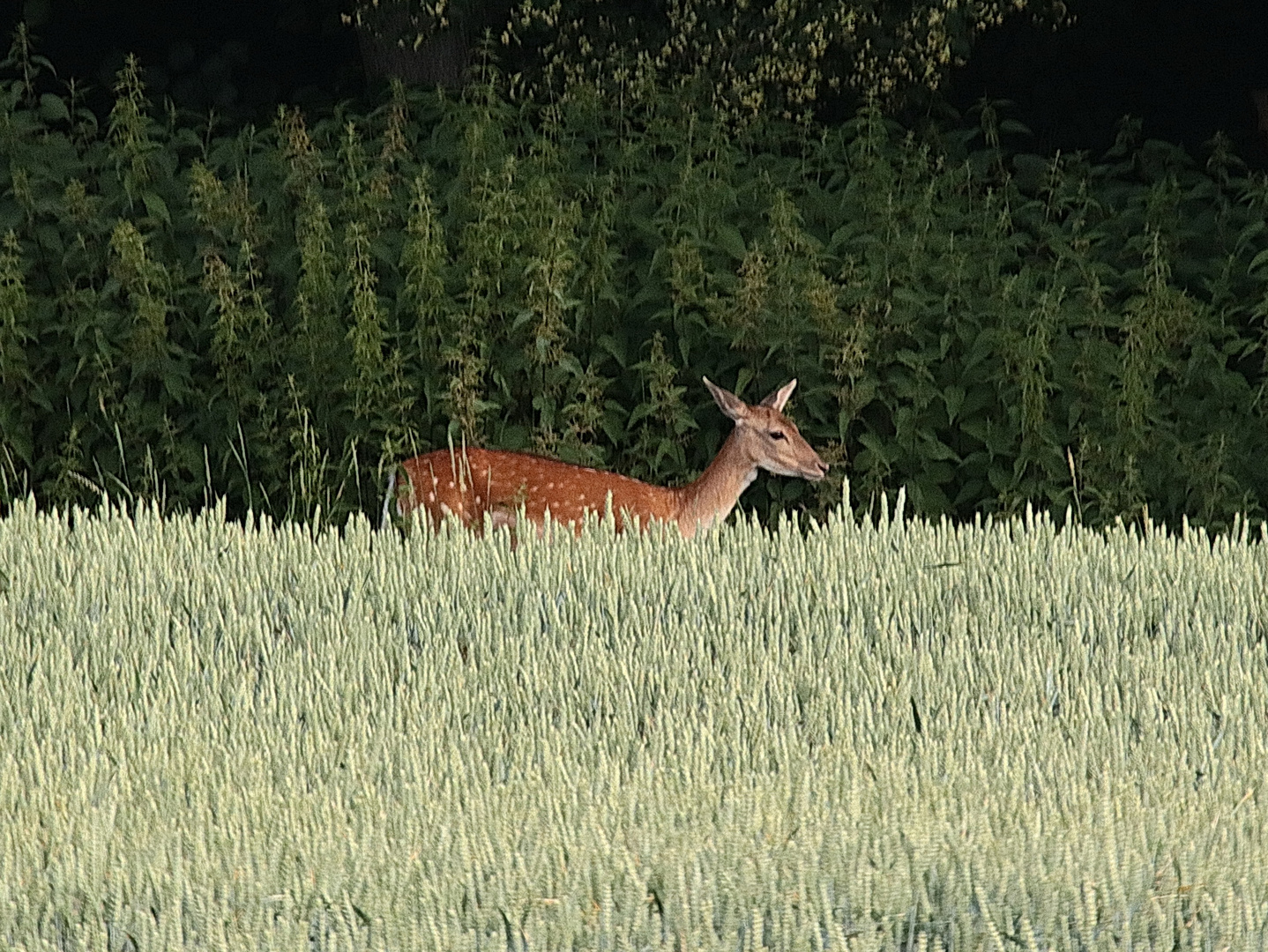 Am Waldrand