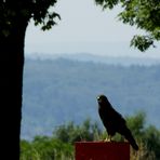 am Waldrand - der Bussard....