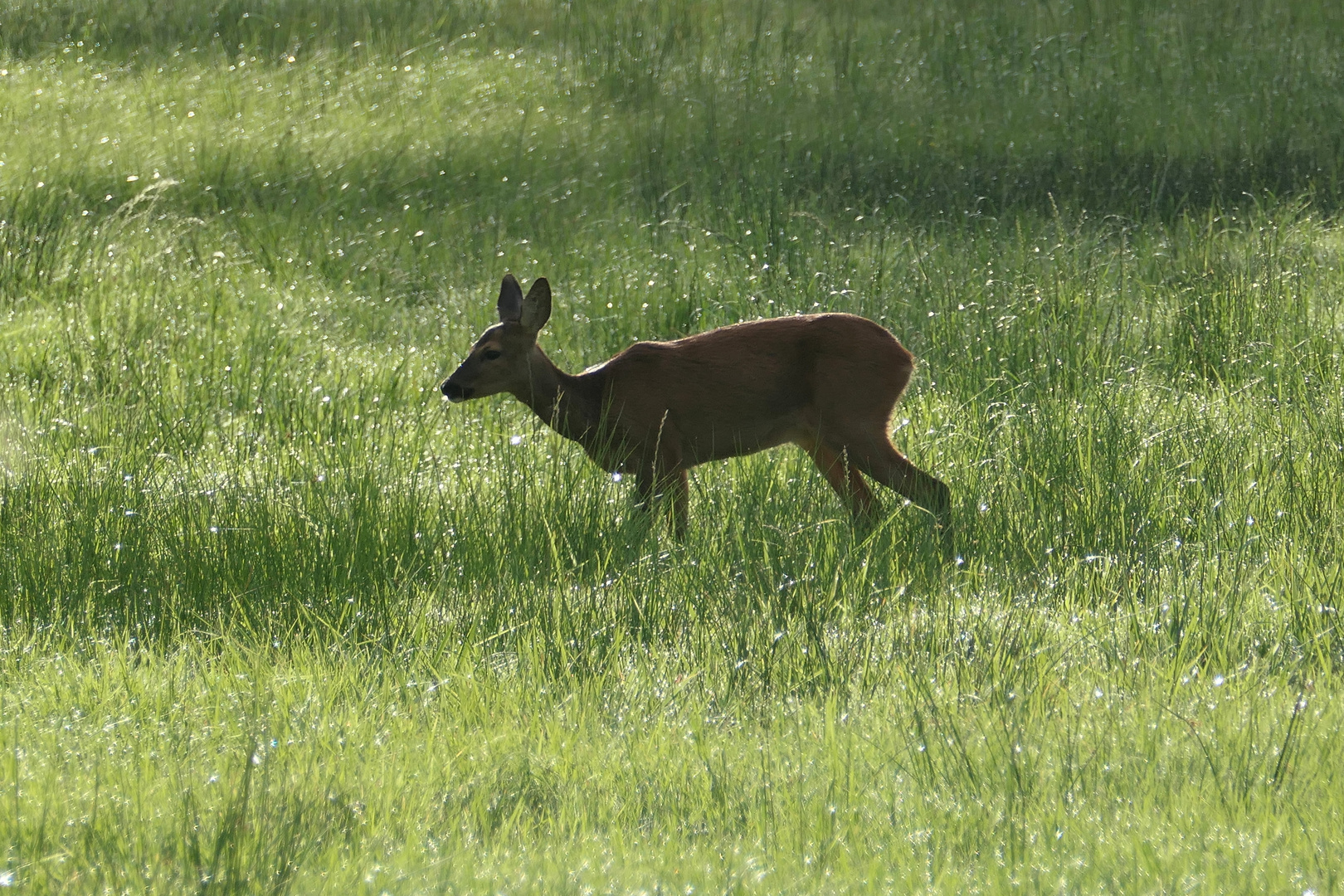 Am Waldrand