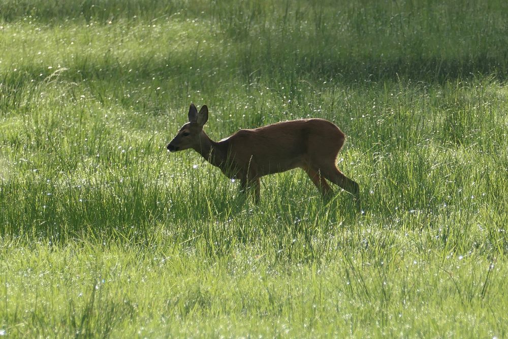 Am Waldrand