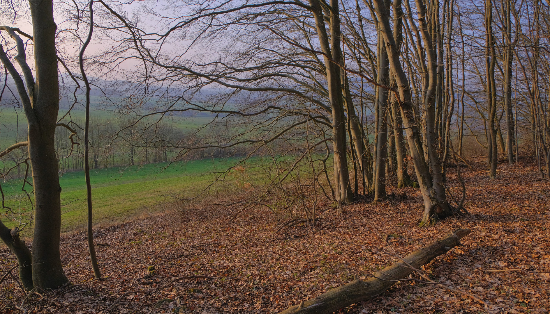 am Waldrand (en el borde del bosque)