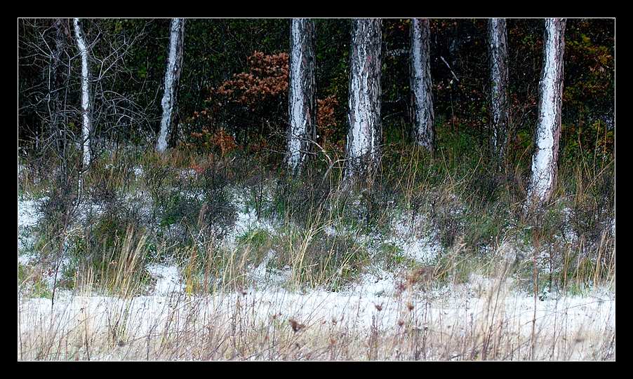 Am Waldrand: Erster Schnee