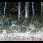 Am Waldrand: Erster Schnee