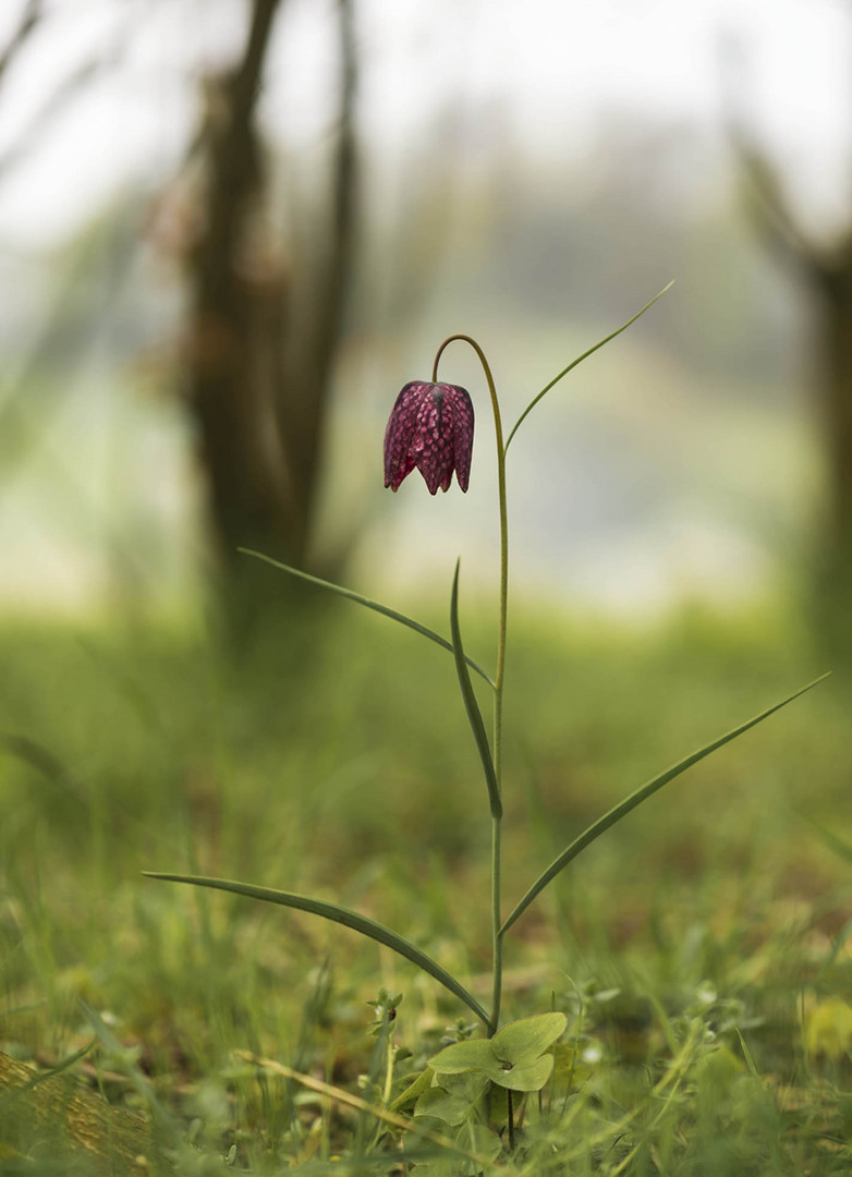 Am Waldrand fand ich diese Schachbrettblume