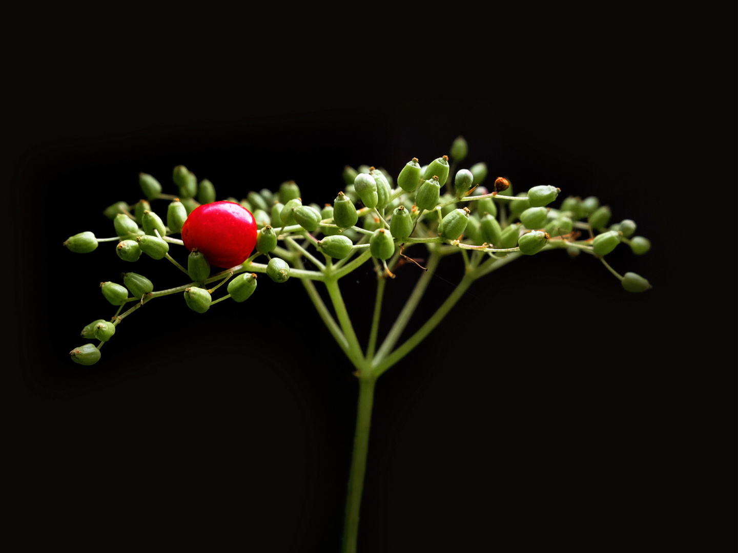 Am Waldrand in Rot