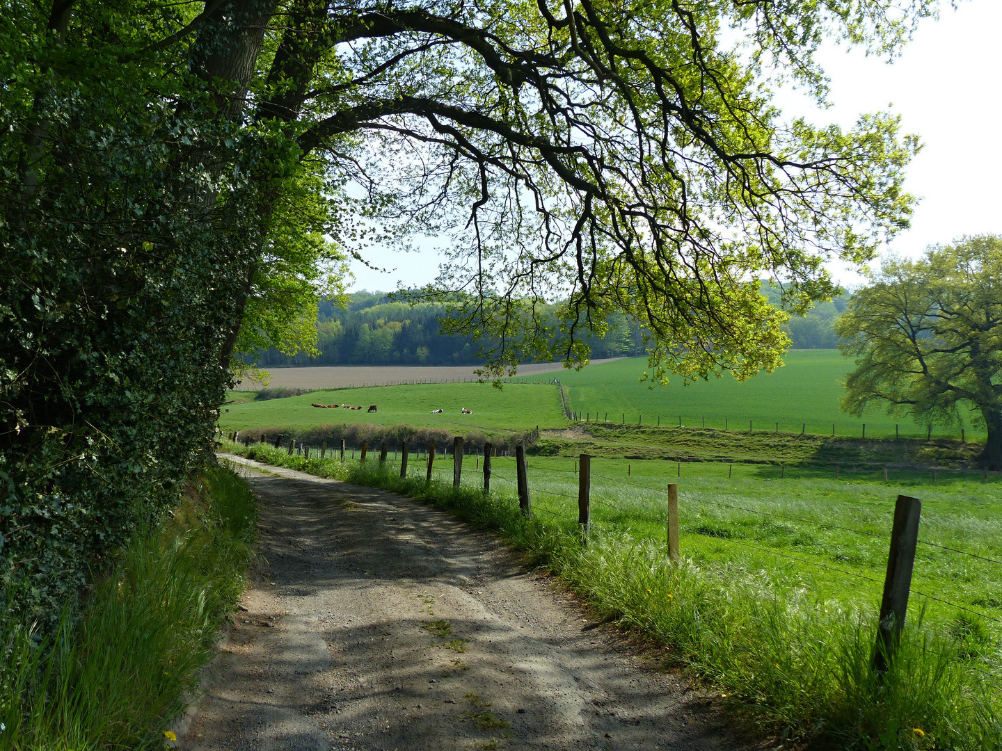 am Waldrand unterwegs