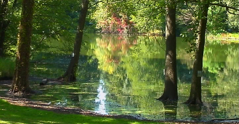 am waldsee 1