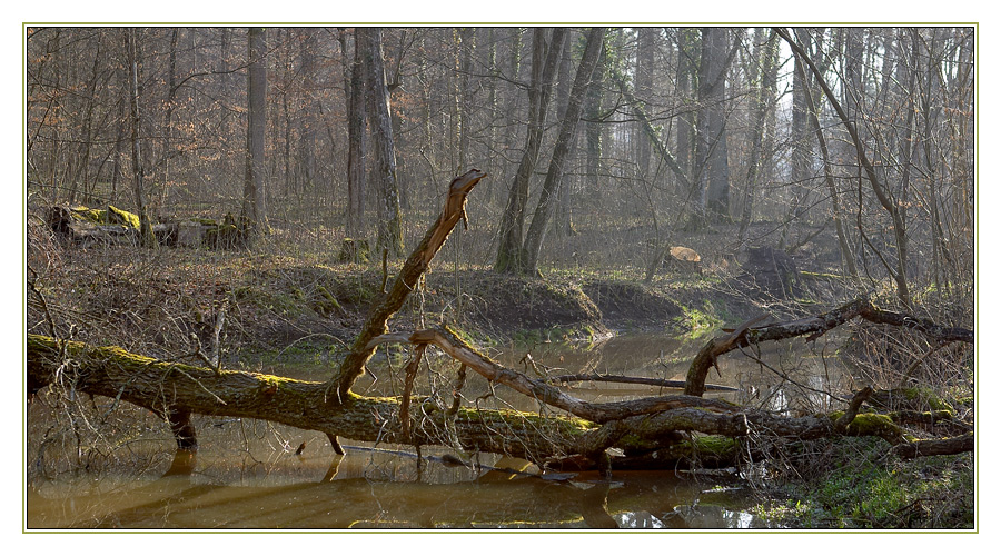 Am Waldsee