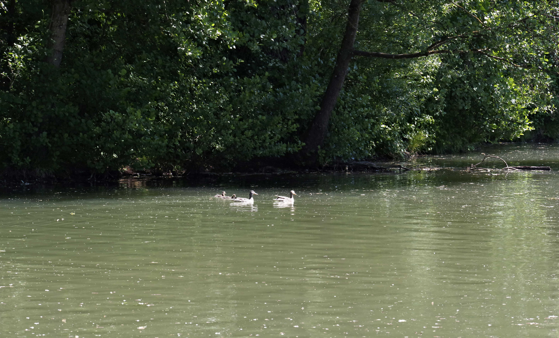 ...am Waldsee