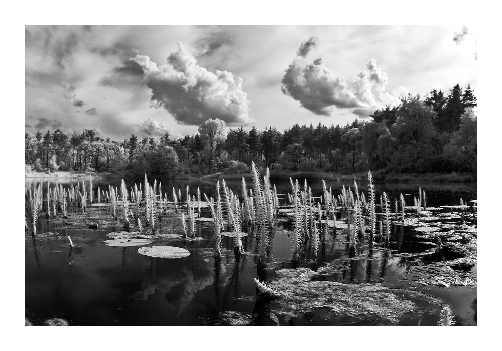 Am Waldsee