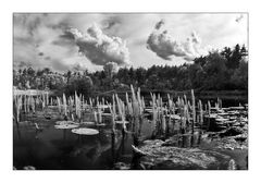 Am Waldsee