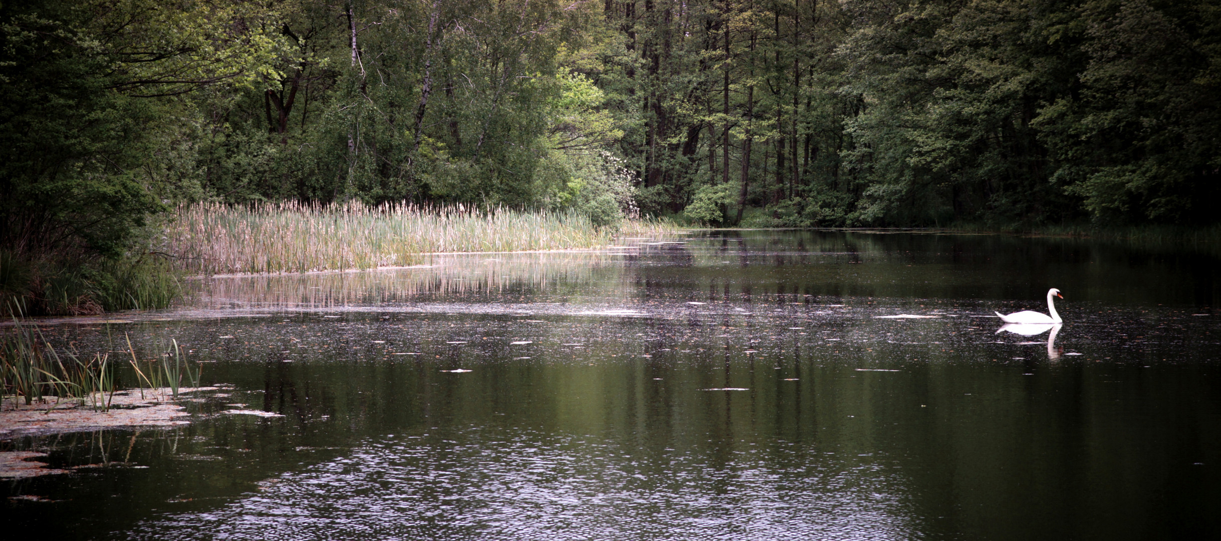 am Waldsee