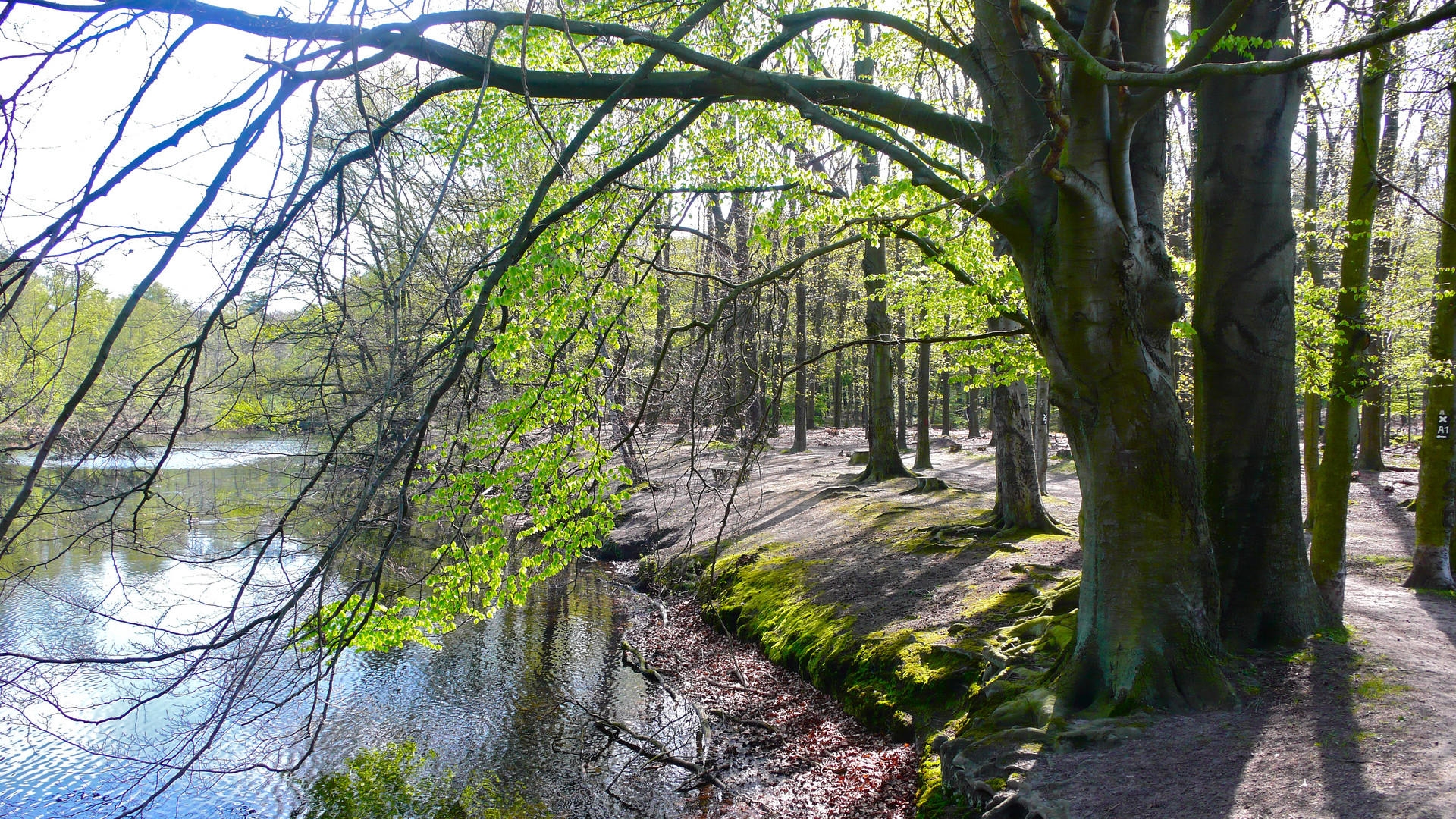 AM WALDSEE