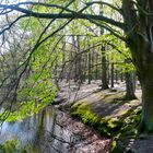 AM WALDSEE