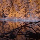 Am Waldsee