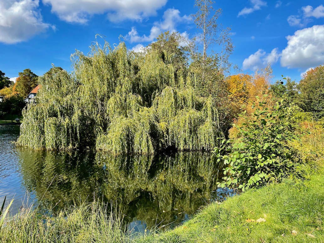 Am Waldsee