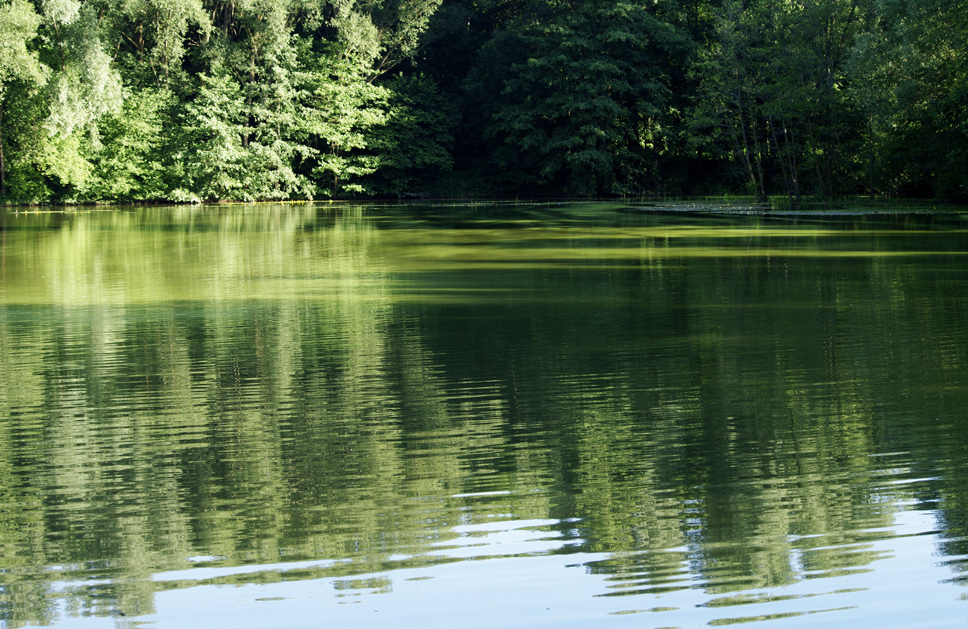 am Waldsee