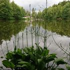 Am Waldsee