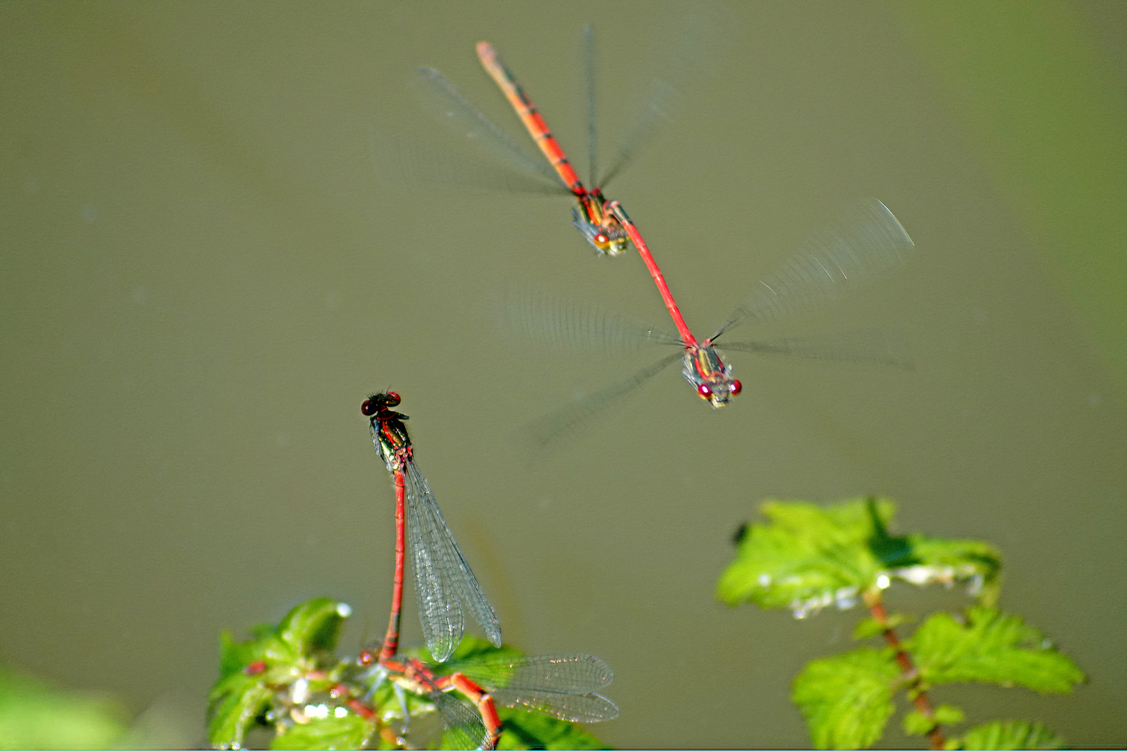 Am Waldteich 11 - Adonislibellen im Anflug