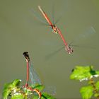 Am Waldteich 11 - Adonislibellen im Anflug