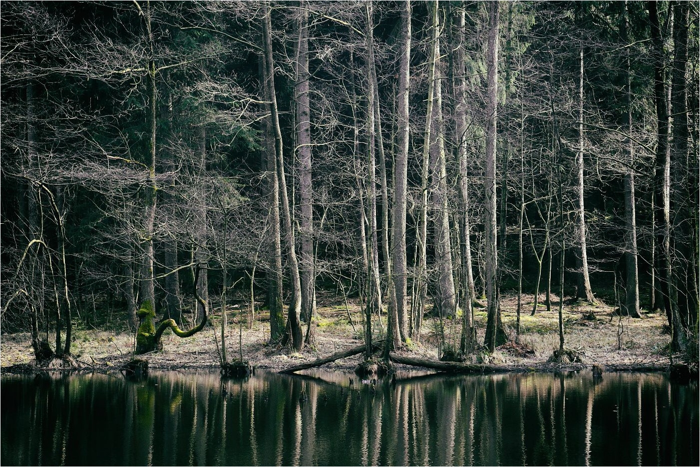 Am Waldteich