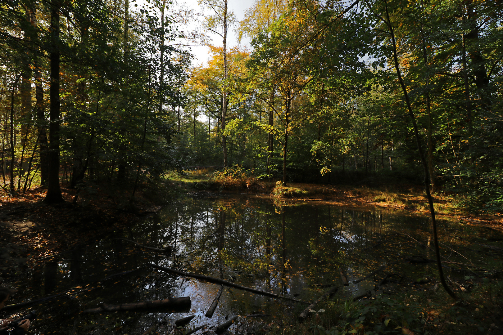 Am Waldteich