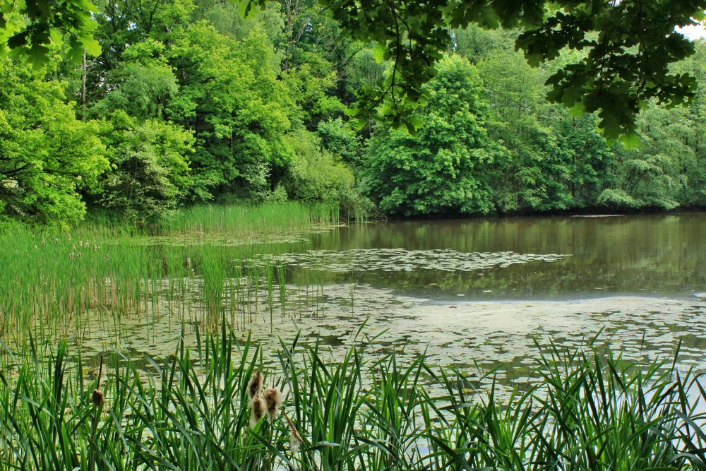 Am Waldteich