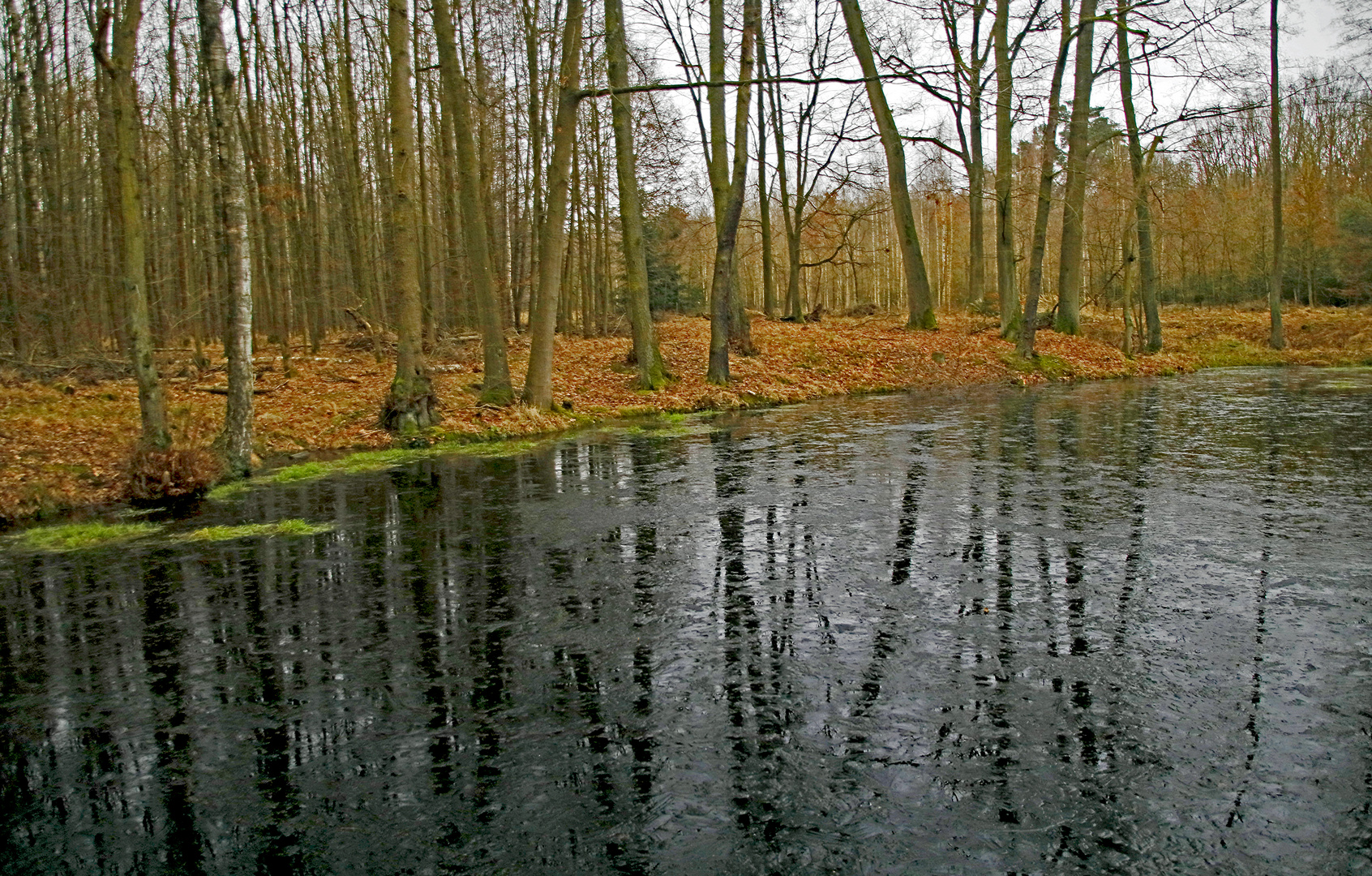 Am Waldteich