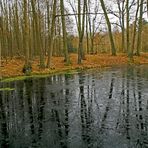 Am Waldteich