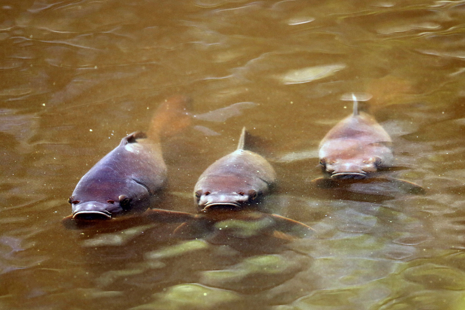 .,.,.,....am Waldteich.....