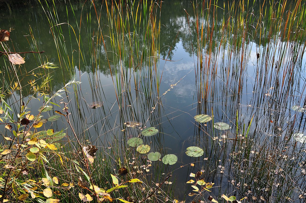 Am Waldteich